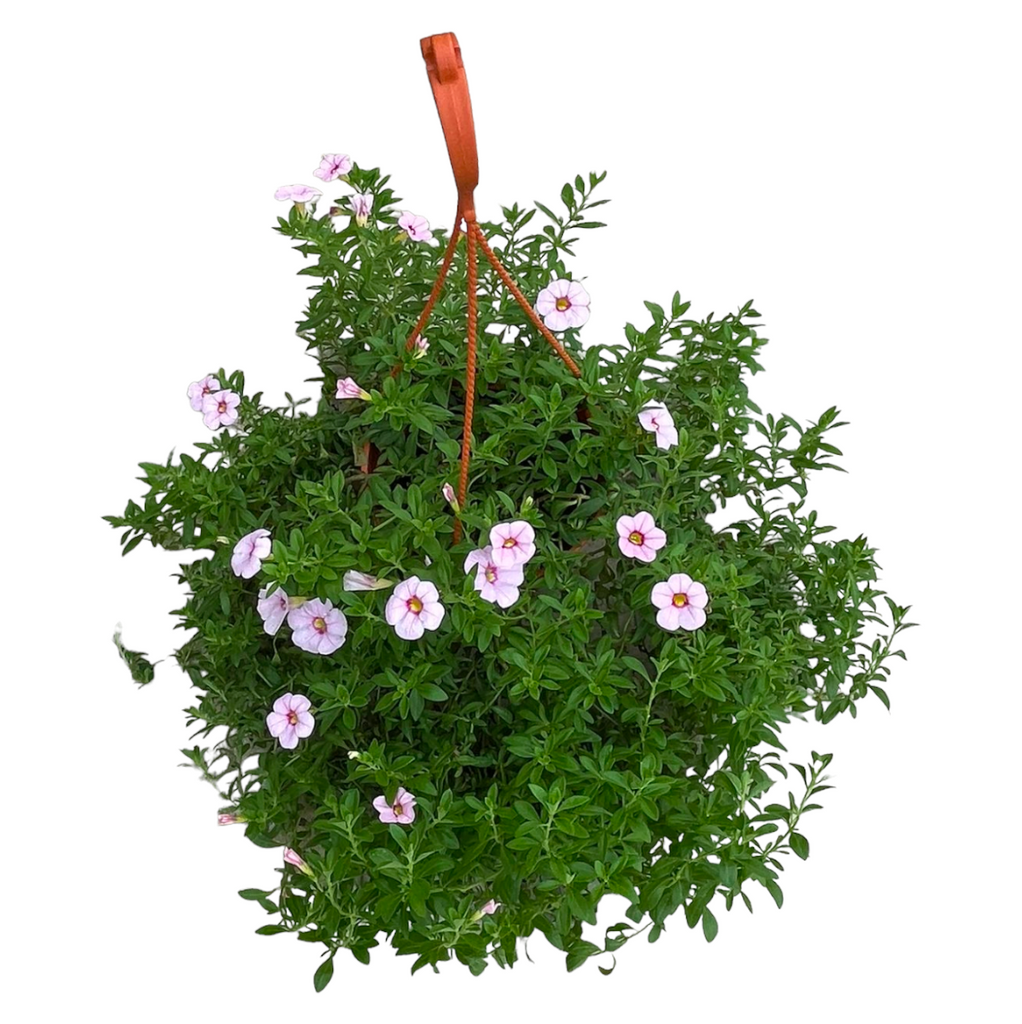 Assorted Petunia (0.3-0.4m)