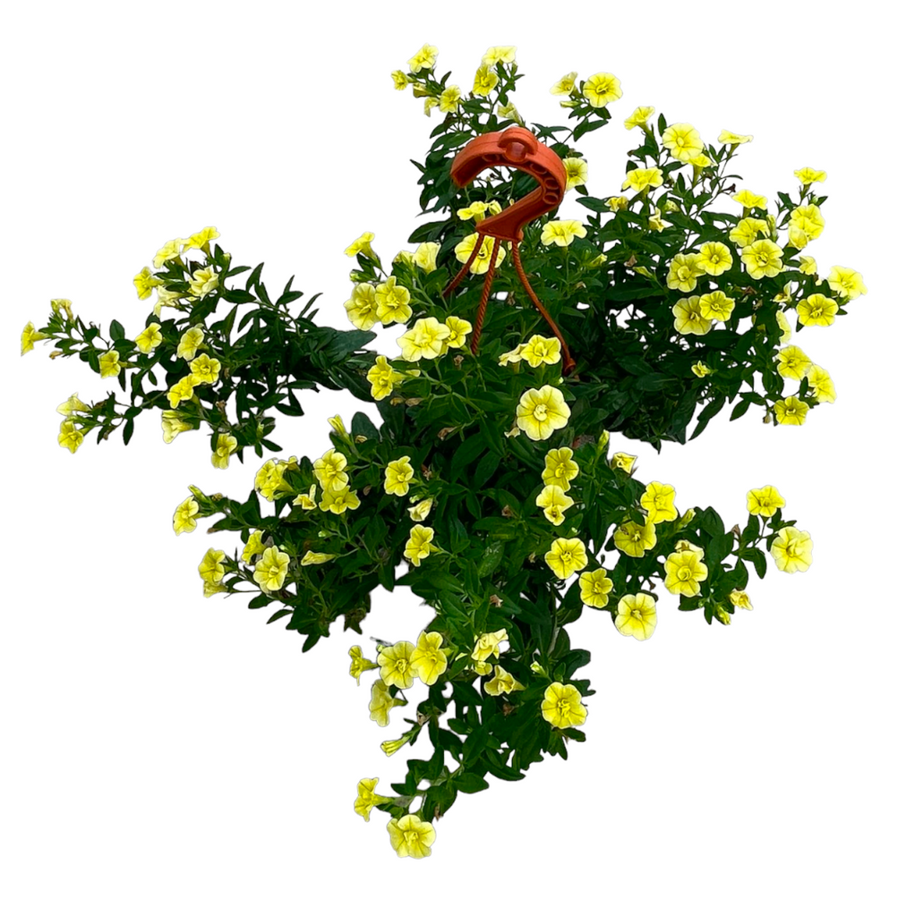 Assorted Petunia (0.3-0.4m)