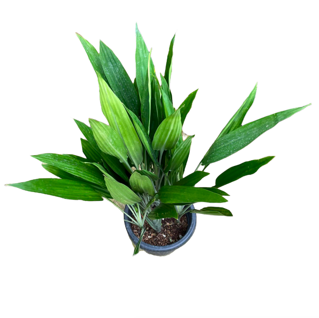 Dracaena Thalioides in White Brussels Diamond Round 30cm (1.0m)