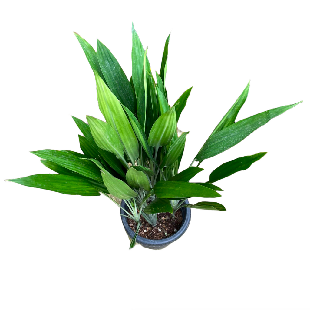 Dracaena Thalioides in White Square Cylinder 39cm (1.4m)