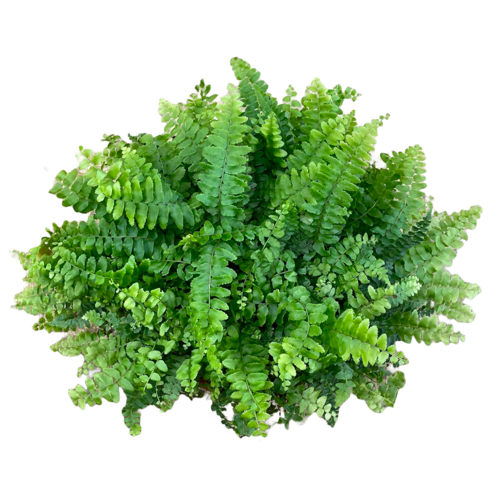 Boston Fern in Belen Planter