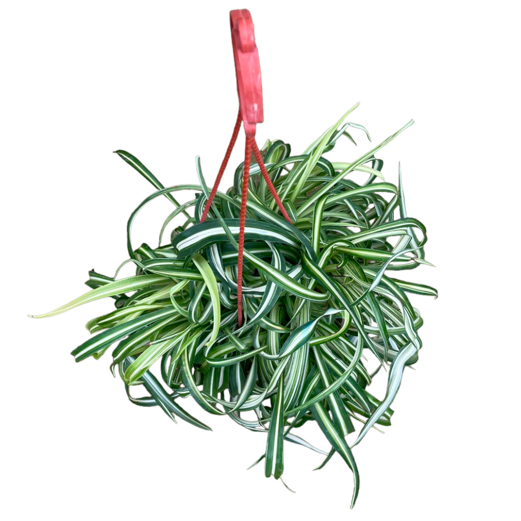 Chlorophytum comosum, Spider plant (0.3m)