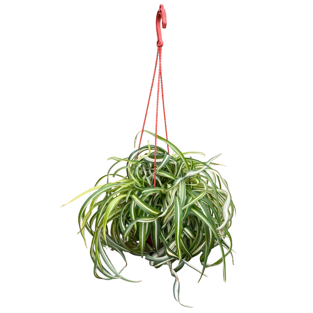 Chlorophytum comosum, Spider plant (0.3m)