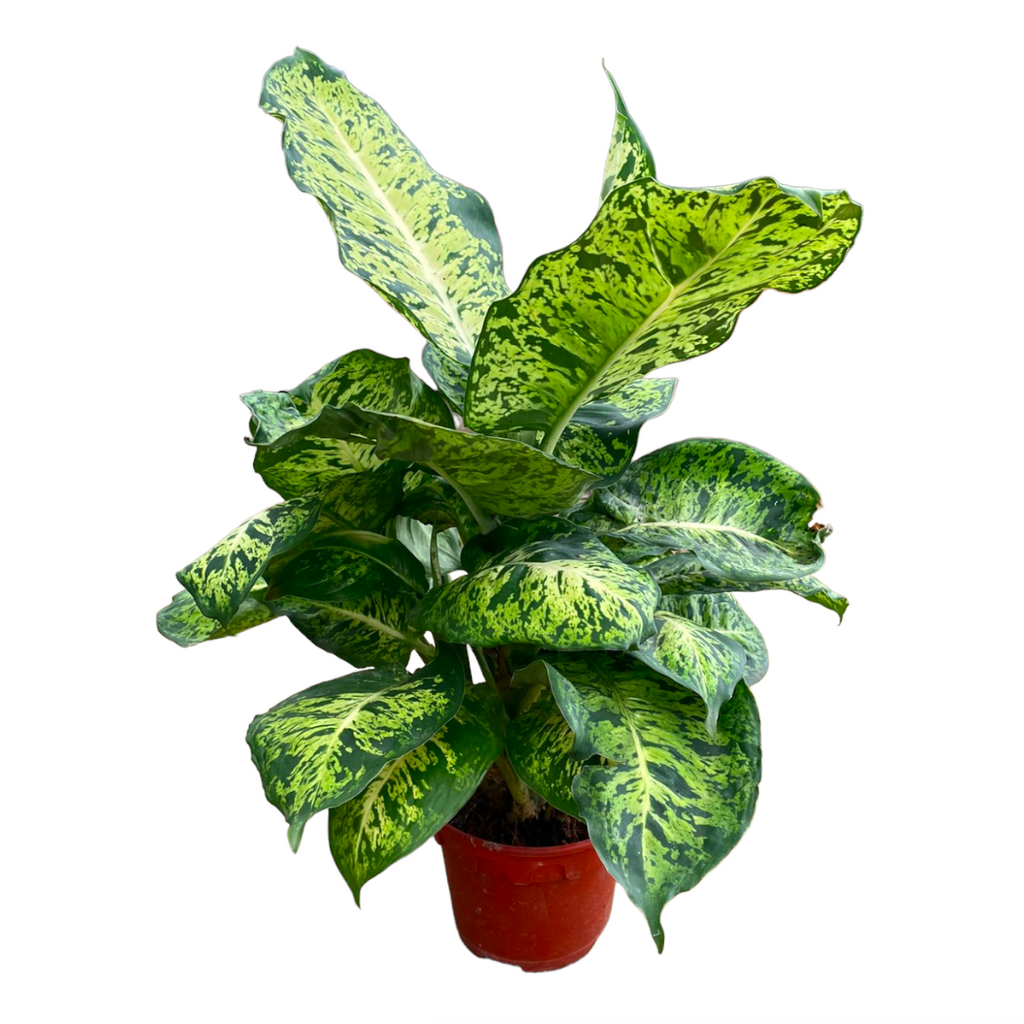 Dieffenbachia Sublime (0.3m)