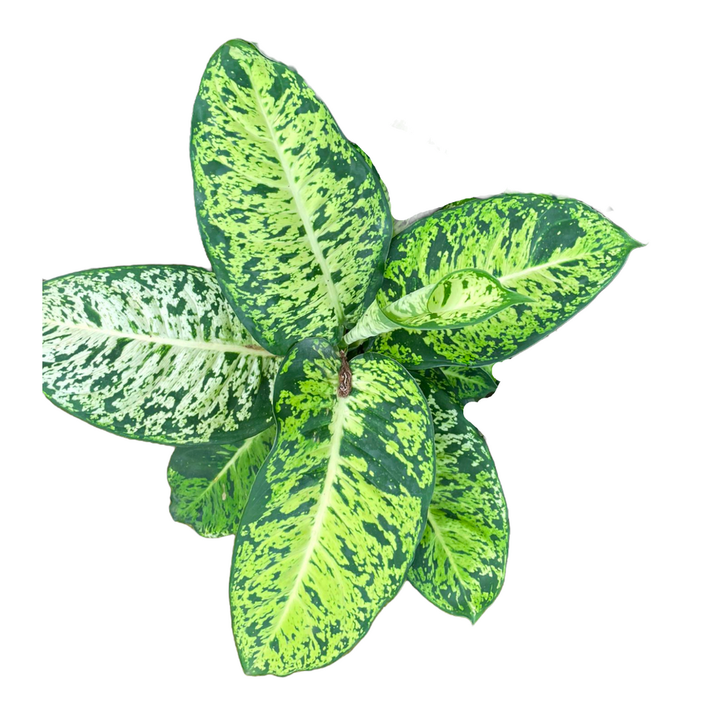 Dieffenbachia Sublime (0.3m)