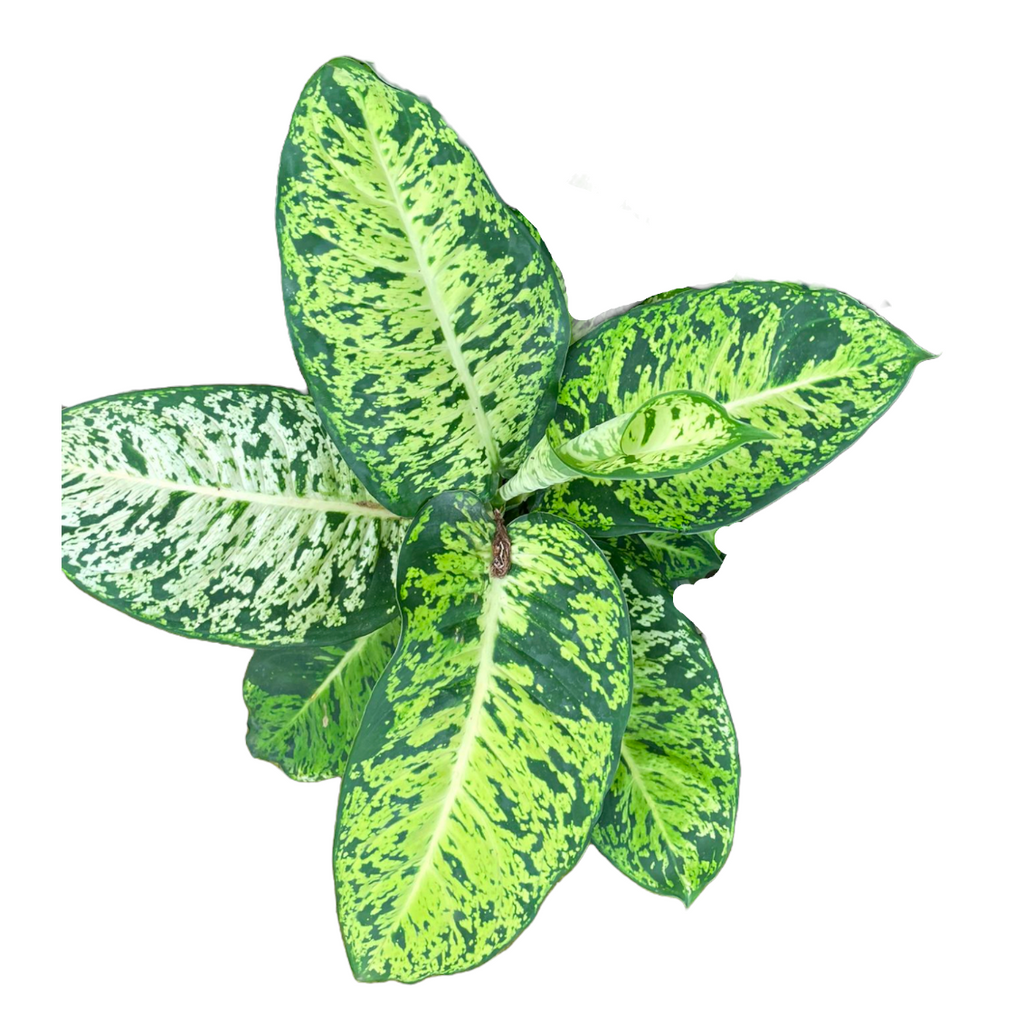 Dieffenbachia Sublime in Leaf Green B For Soft Round 18cm (0.3m)