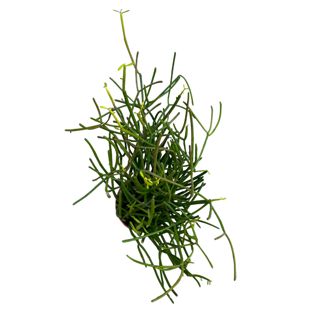 Euphorbia tirucalli, Pencil Cactus [Free Branching] (0.3mh)