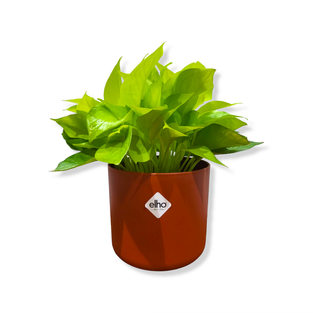 Money Plant "Gold" in Brique B for Soft Round 14cm (0.25m)