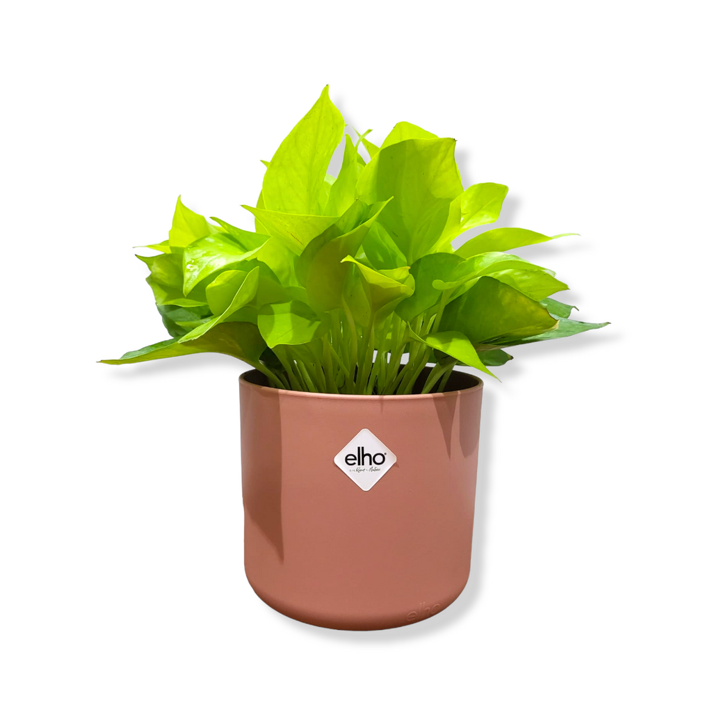 Money Plant "Gold" in Delicate Pink B for Soft Round 14cm (0.25m)