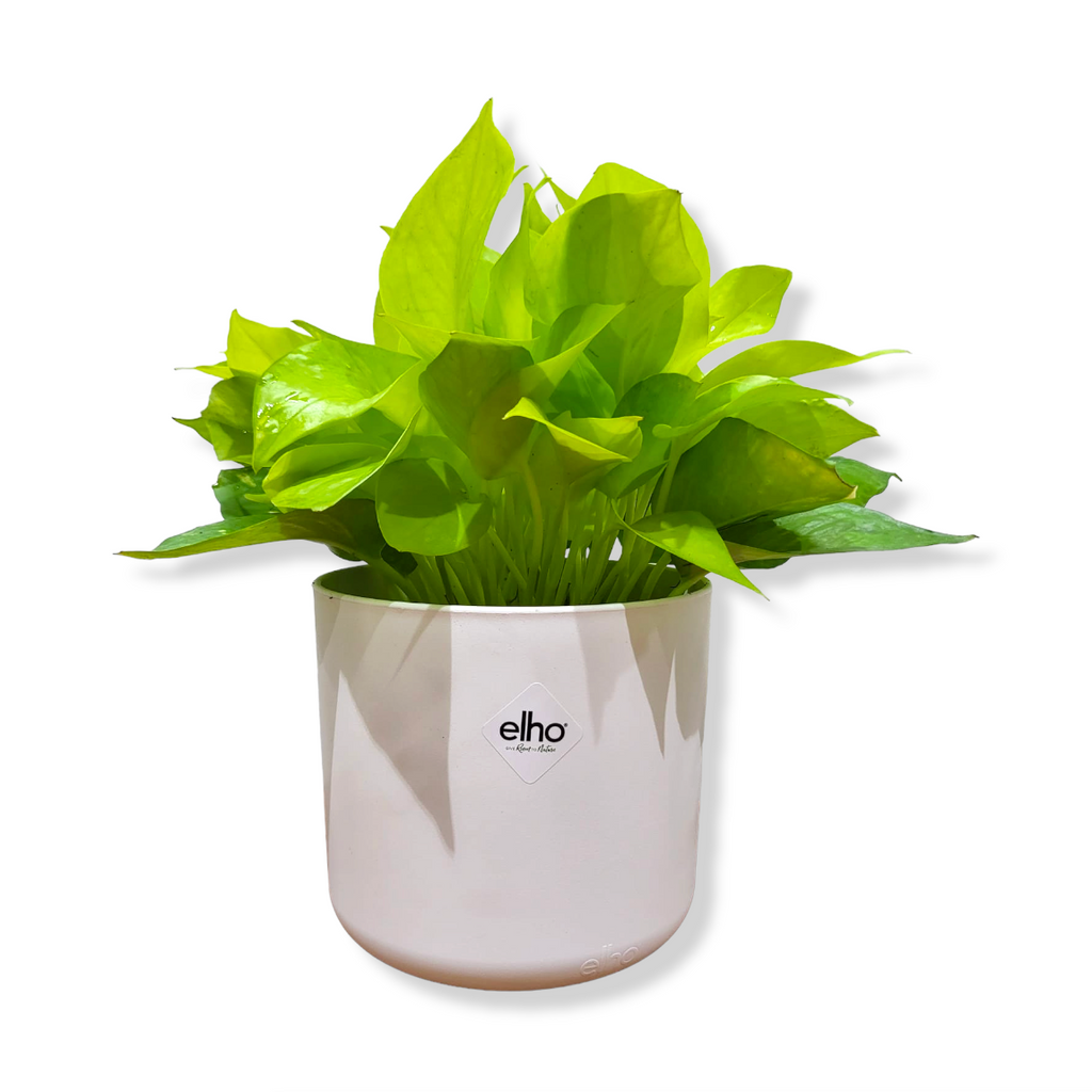 Money Plant "Gold" in White B for Soft Round 14cm (0.25m)