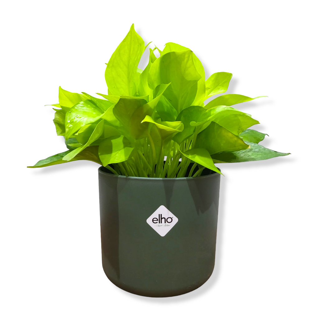 Money Plant "Gold" in Leaf Green B for Soft Round 14cm (0.25m)
