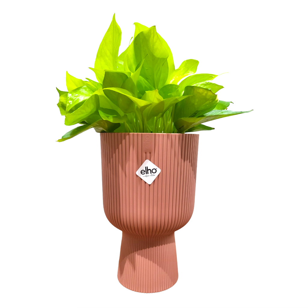 Money Plant "Gold" in Delicate Pink Vibes Fold Coupe 14cm (0.25m)