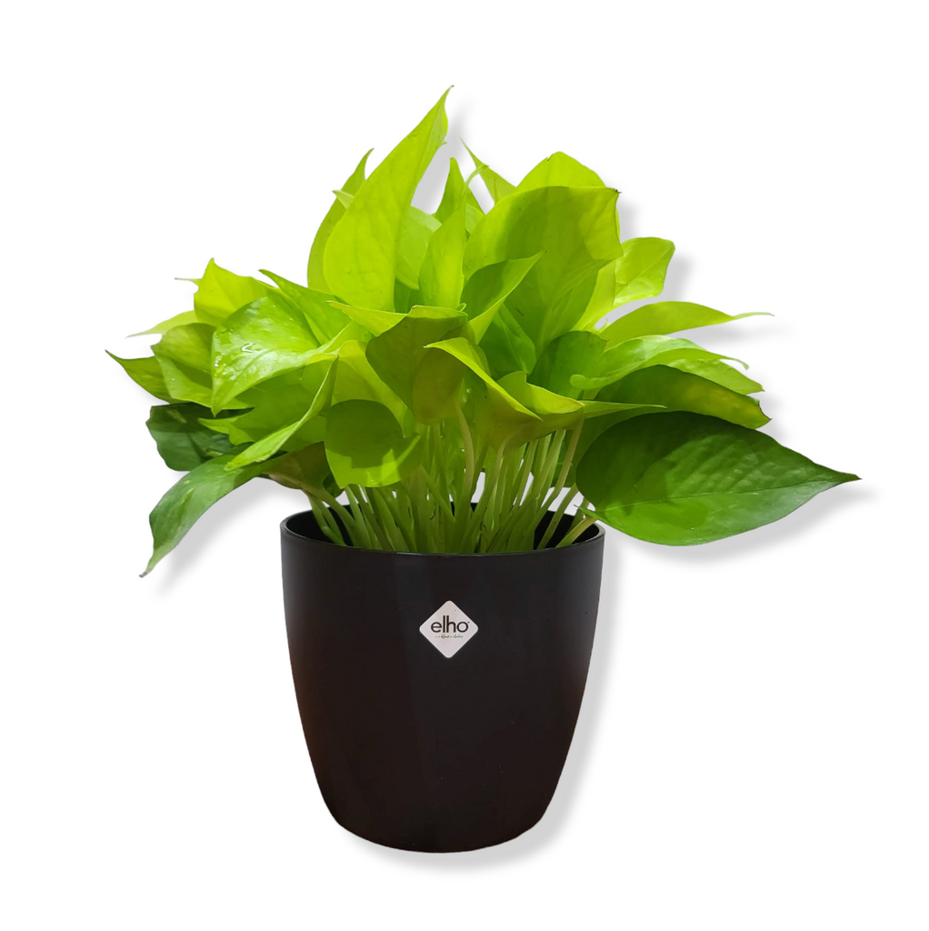 Money Plant "Gold" in Living Black Brussels Round Mini 12.5cm (0.25m)