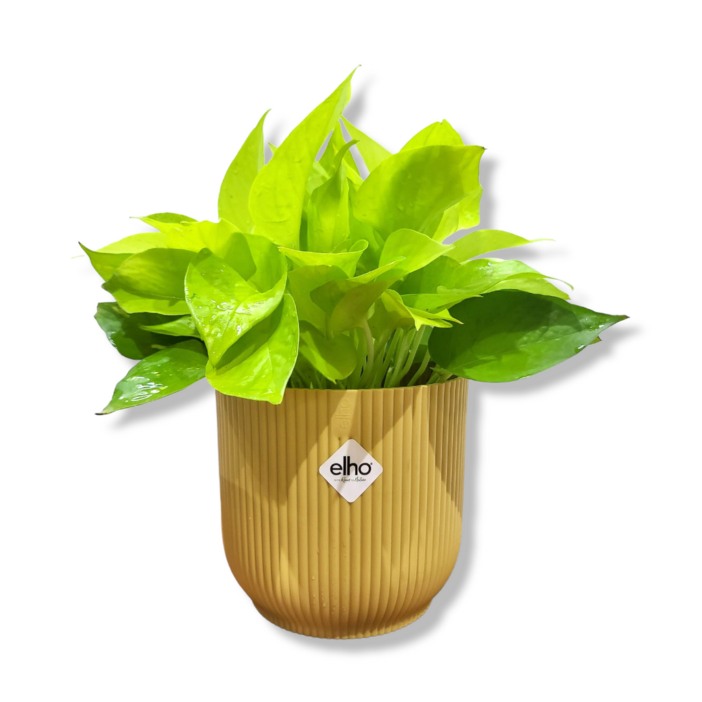 Money Plant "Gold" in Butter Yellow Vibes Fold 14cm (0.25m)