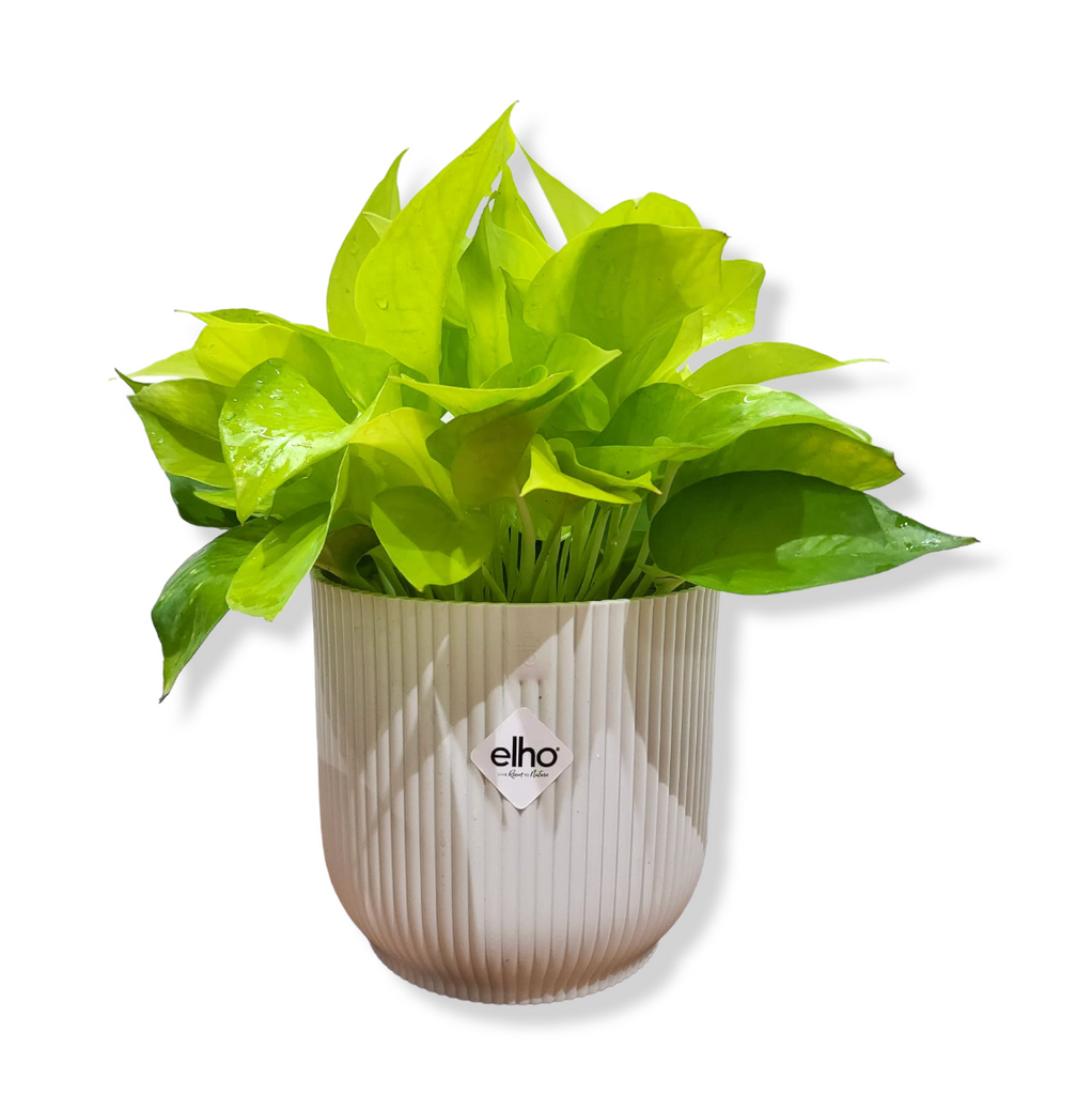 Money Plant 'Gold' in Silky White Vibes Fold 14cm (0.25m)