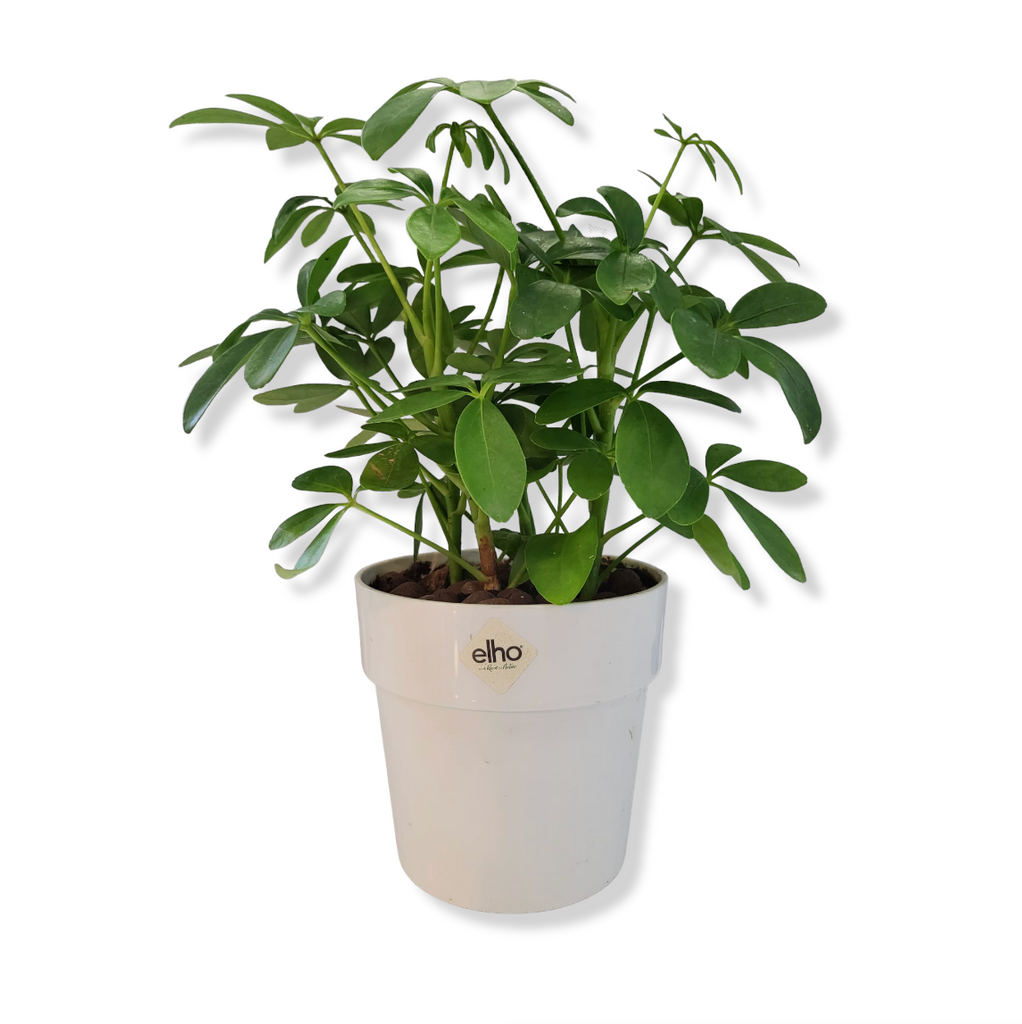 Schefflera Green in White B for Original Round 18cm (0.3m)