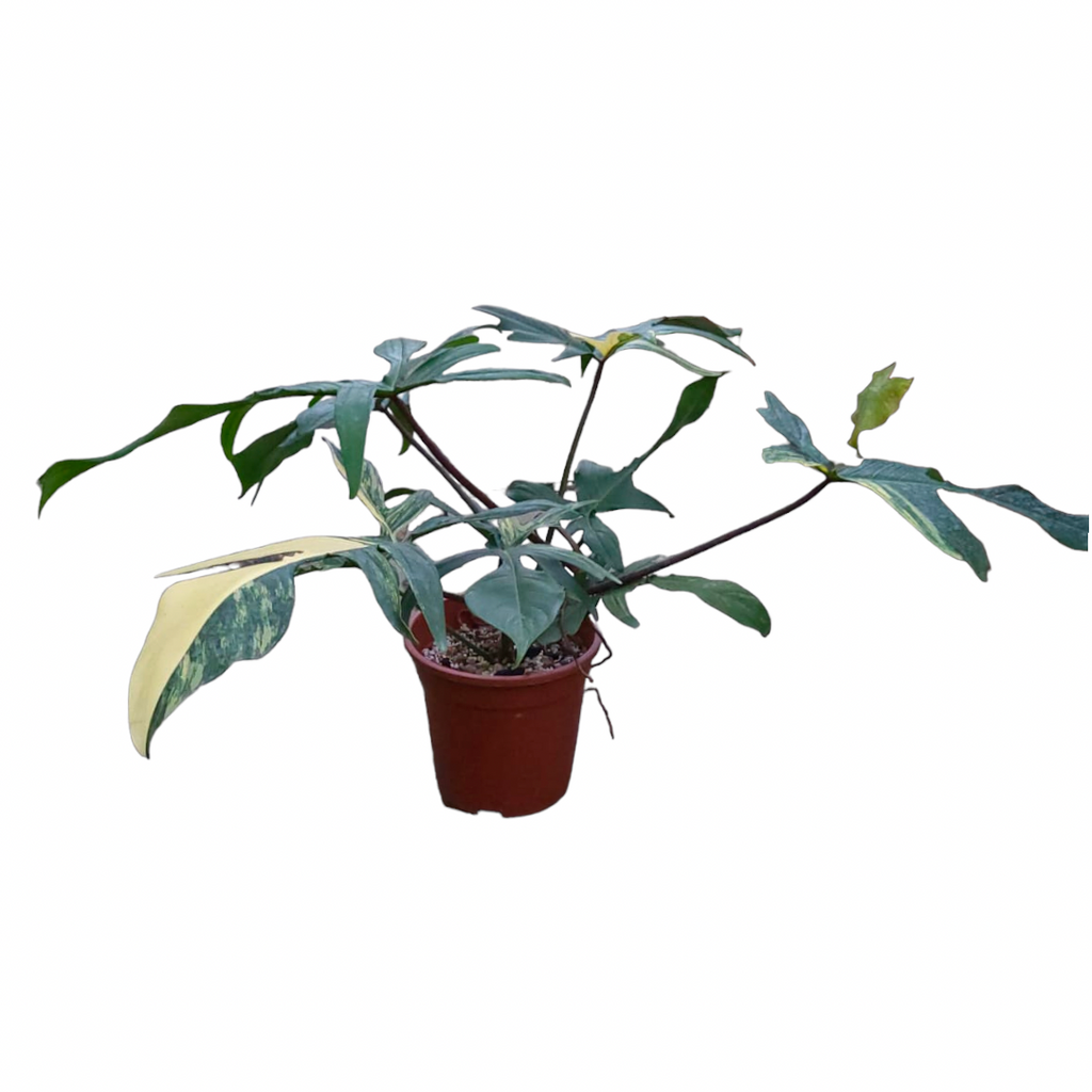 Philodendron Florida Beauty Variegated (0.45m)