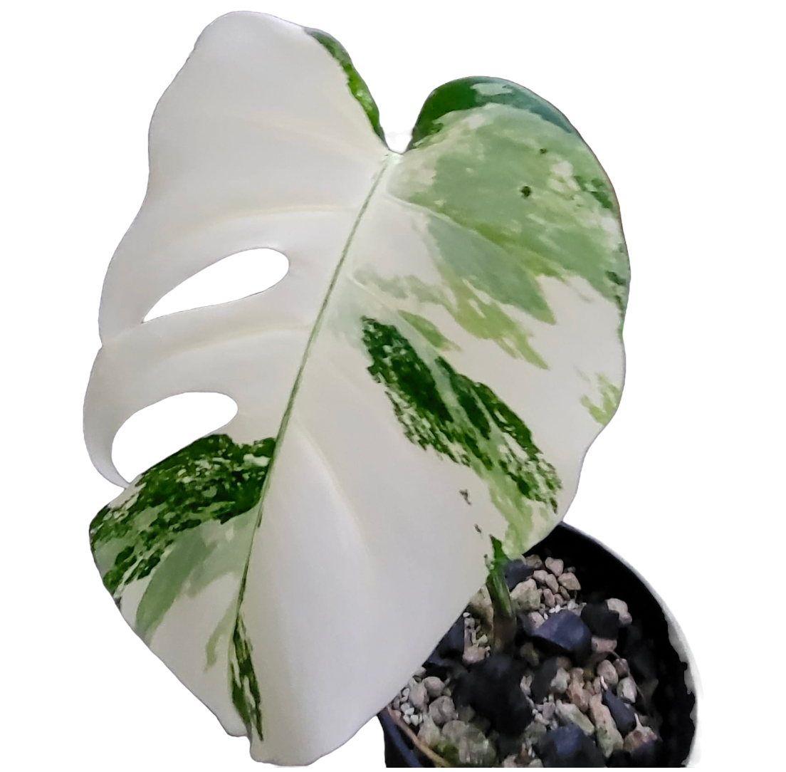 Monstera Albo 6'' - Emery Centre Jardin