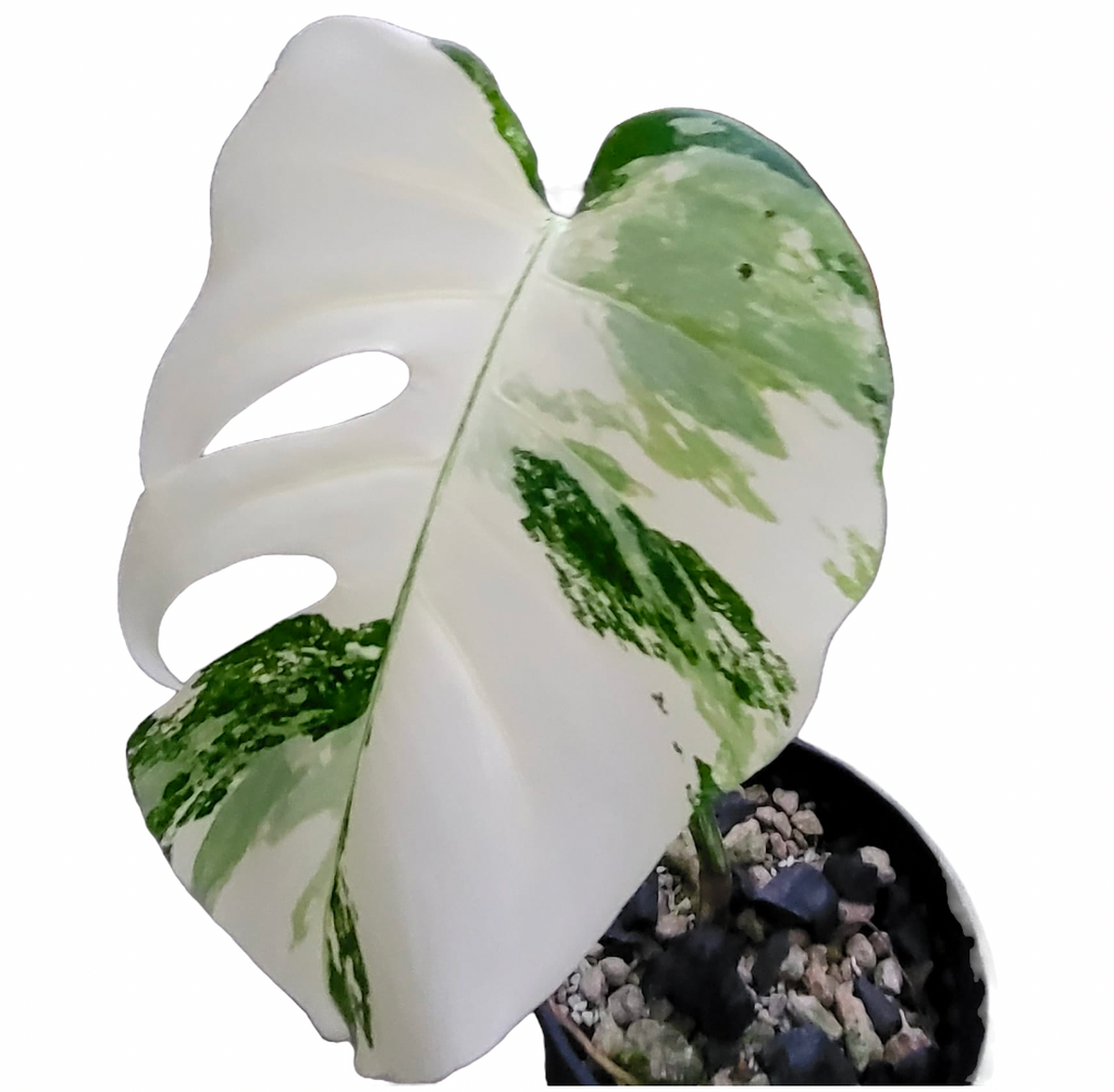 Monstera Albo Variegated (0.55m)