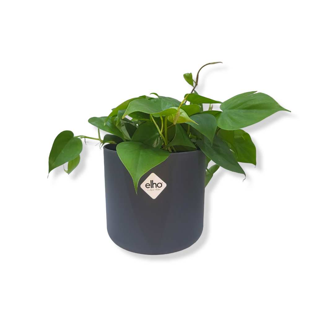 Philodendron Scandens Green in Anthracite B for Soft Round 14cm (0.2m)