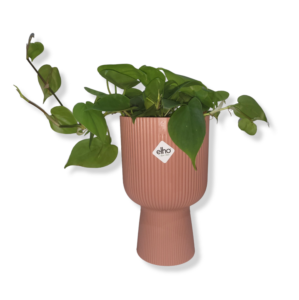 Philodendron Scandens Green in Delicate Pink Vibes Fold Coupe 14cm (0.25m)