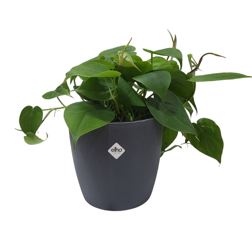 Philodendron Scandens Green in Anthracite Brussels Round Mini 12.5cm (0.25m)