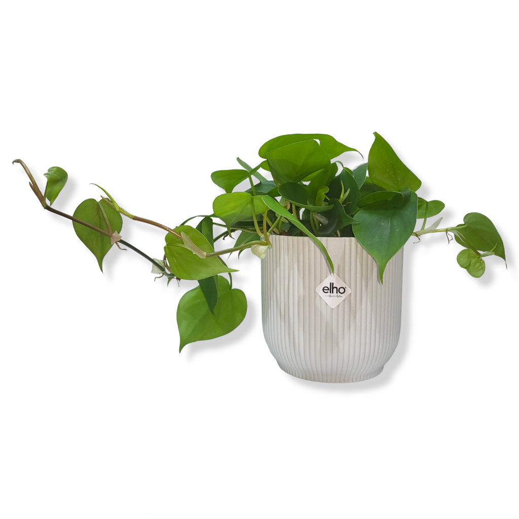 Philodendron Scandens Green in Silky White Vibes Fold 14cm (0.25m)