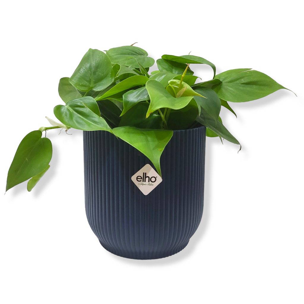 Philodendron Scandens Green in Deep Blue Vibes Fold 14cm (0.25m)