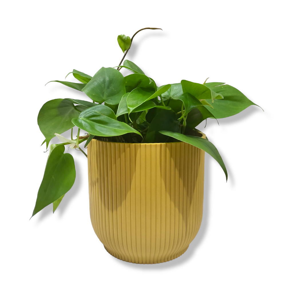 Philodendron Scandens Green in Butter Yellow Vibes Fold 14cm (0.25m)
