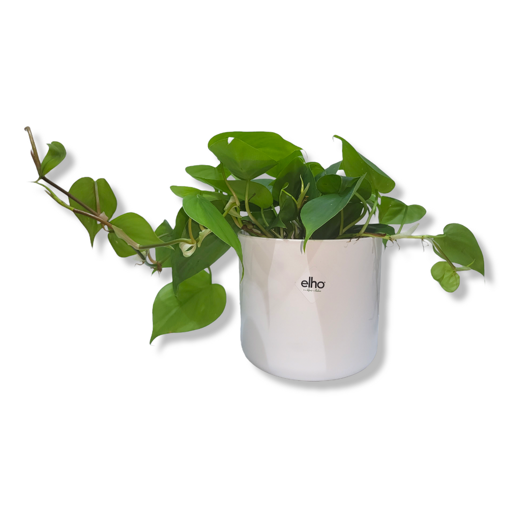 Philodendron Scandens Green in White B for Soft Round 14cm (0.2m)