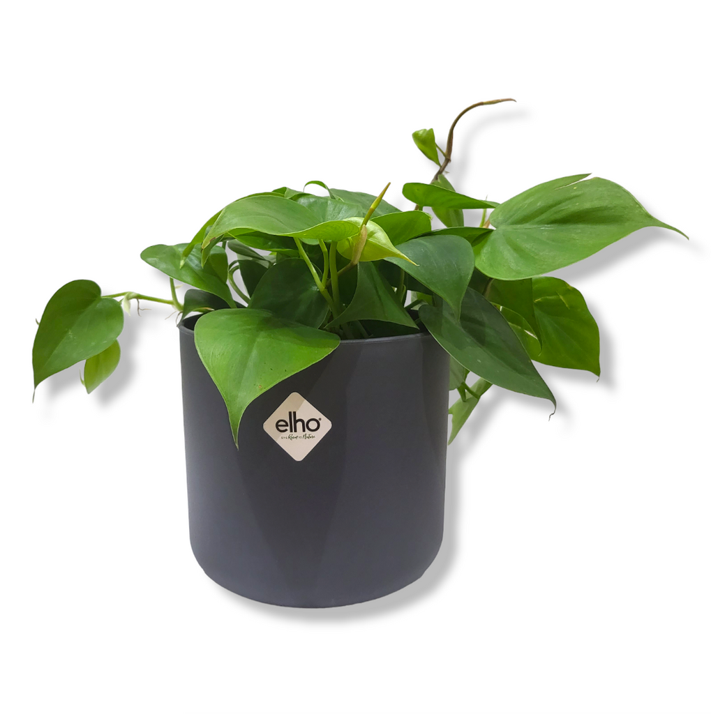 Philodendron Scandens Green in Anthracite B for Soft Round 14cm (0.25m)