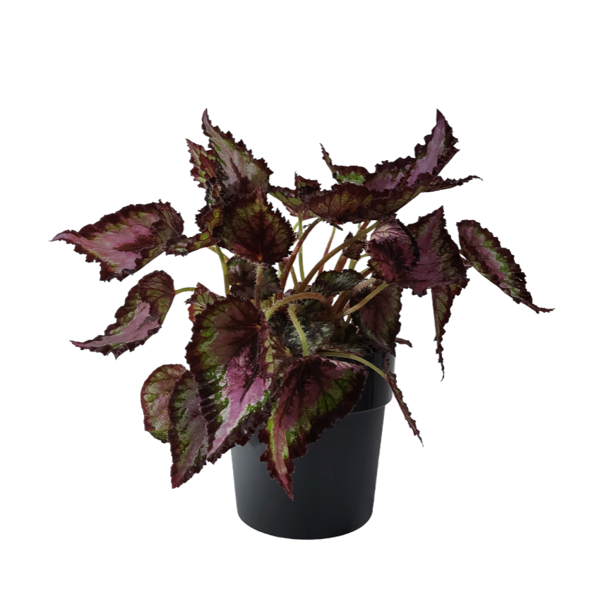 Begonia in Living Black B for Original Round 14cm (0.25m)