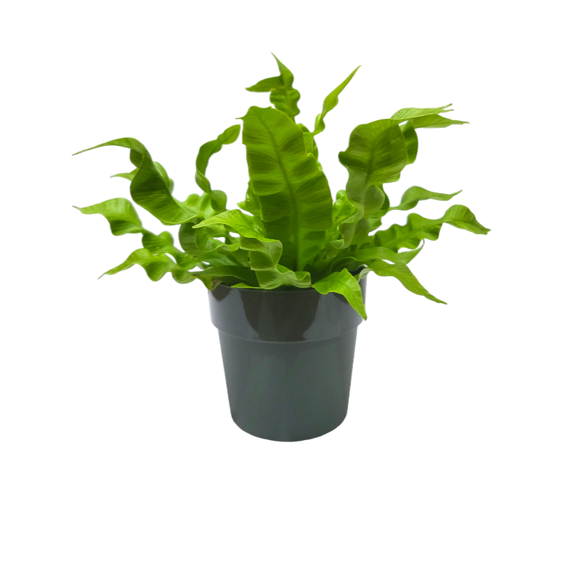 Bird Nest Fern in Leaf Green B for Original Round 9cm (0.15m)