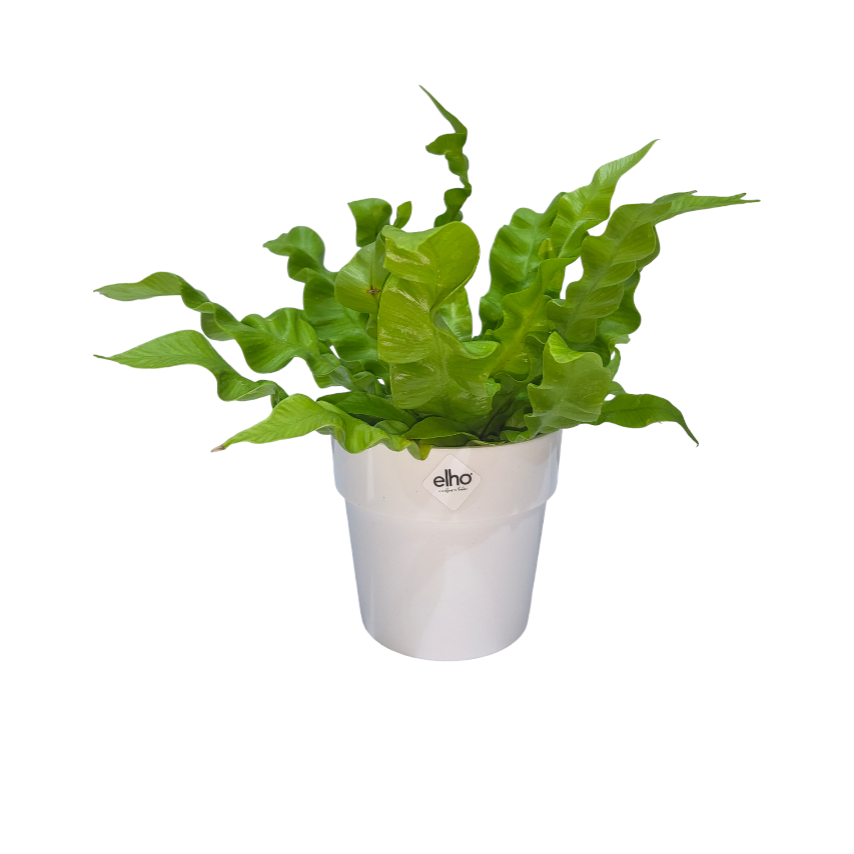 Bird Nest Fern in White B for Original Round 9cm (0.15m)