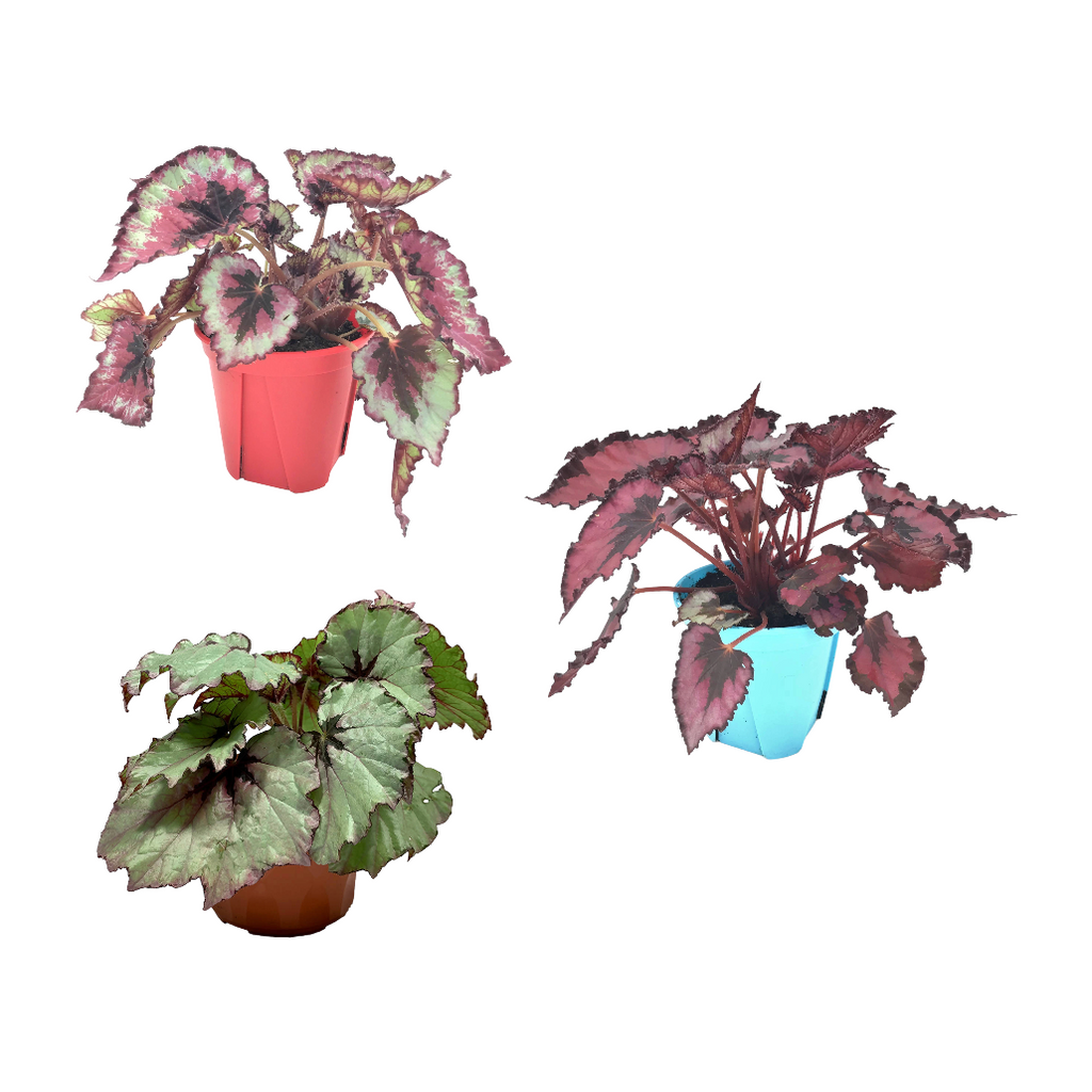 Assorted Begonia Rex-Cultorum, Begonia Leaf (0.20m)