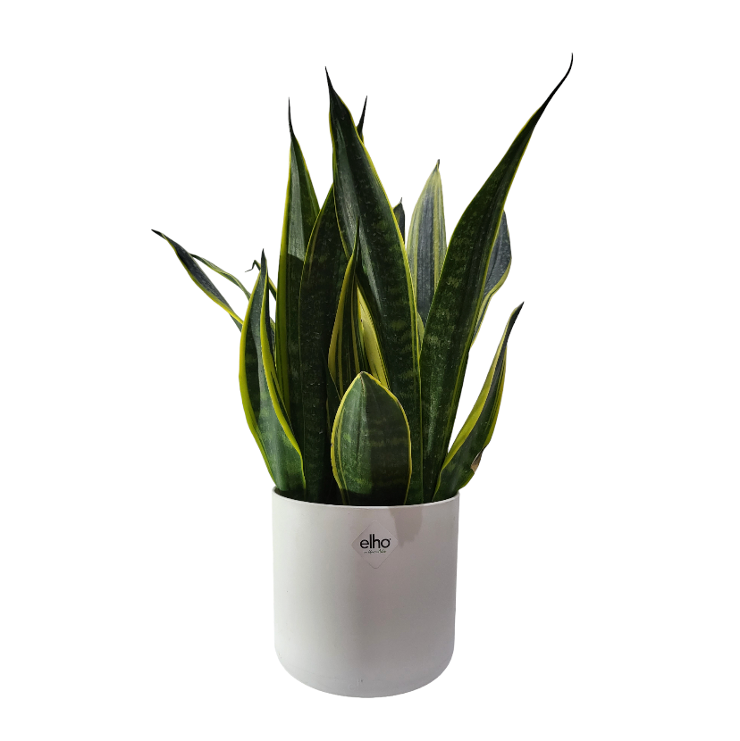 "Gold Flame" Snake Plant in White B for Soft Round 14cm (0.4m)