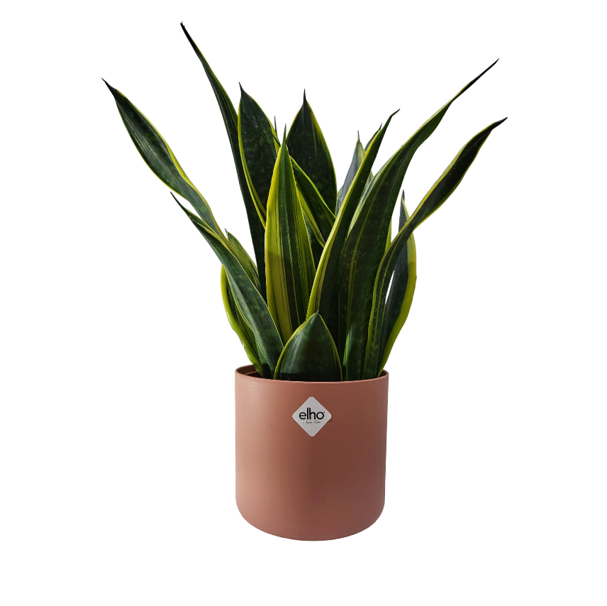 "Gold Flame" Snake Plant in Delicate Pink B for Soft Round 14cm (0.4m)