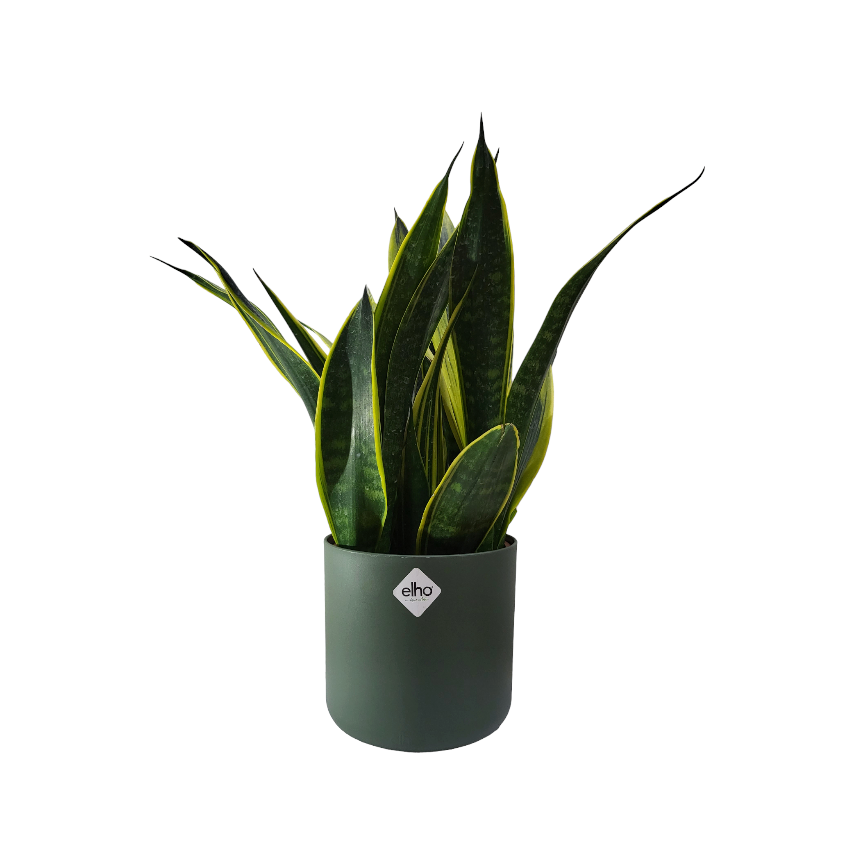"Gold Flame" Snake Plant in Leaf Green B for Soft Round 14cm (0.4m)