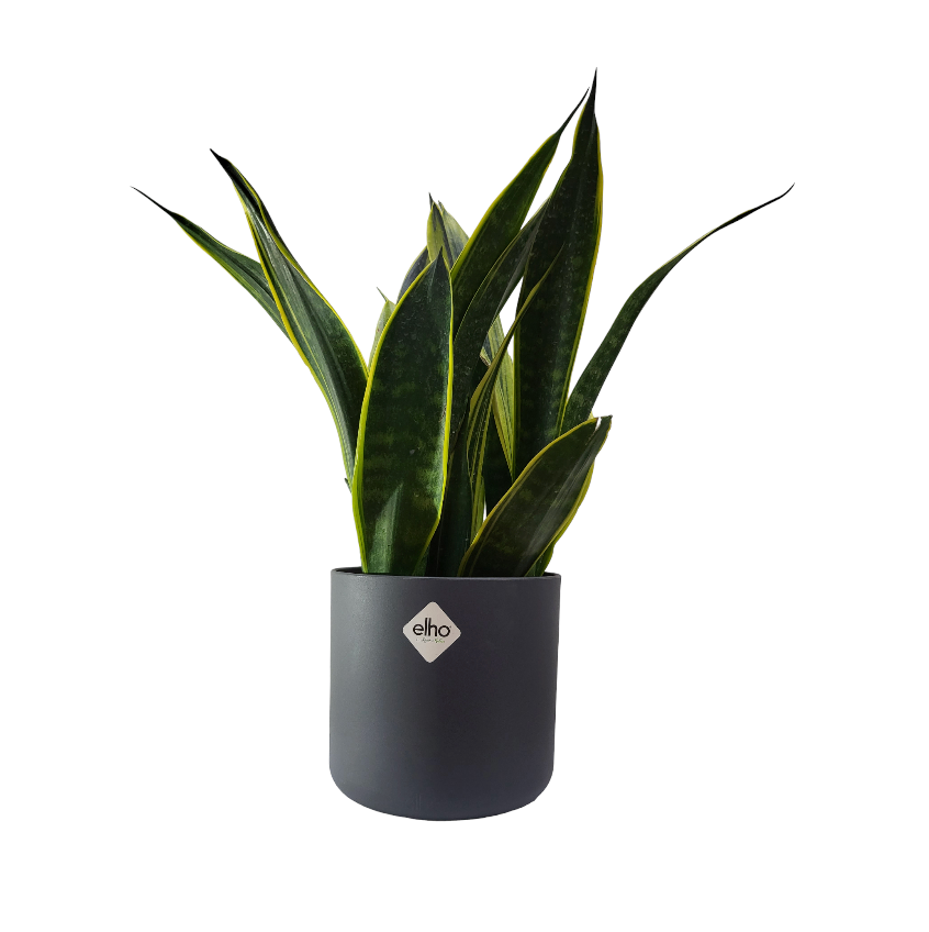 "Gold Flame" Snake Plant in Anthracite B for Soft Round 14cm (0.4m)