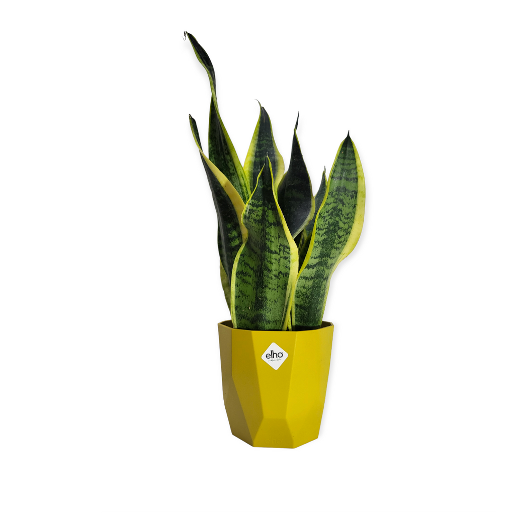 "Mother-in-Law" Snake Plant in Ochre B for Rock 14cm (0.3m)