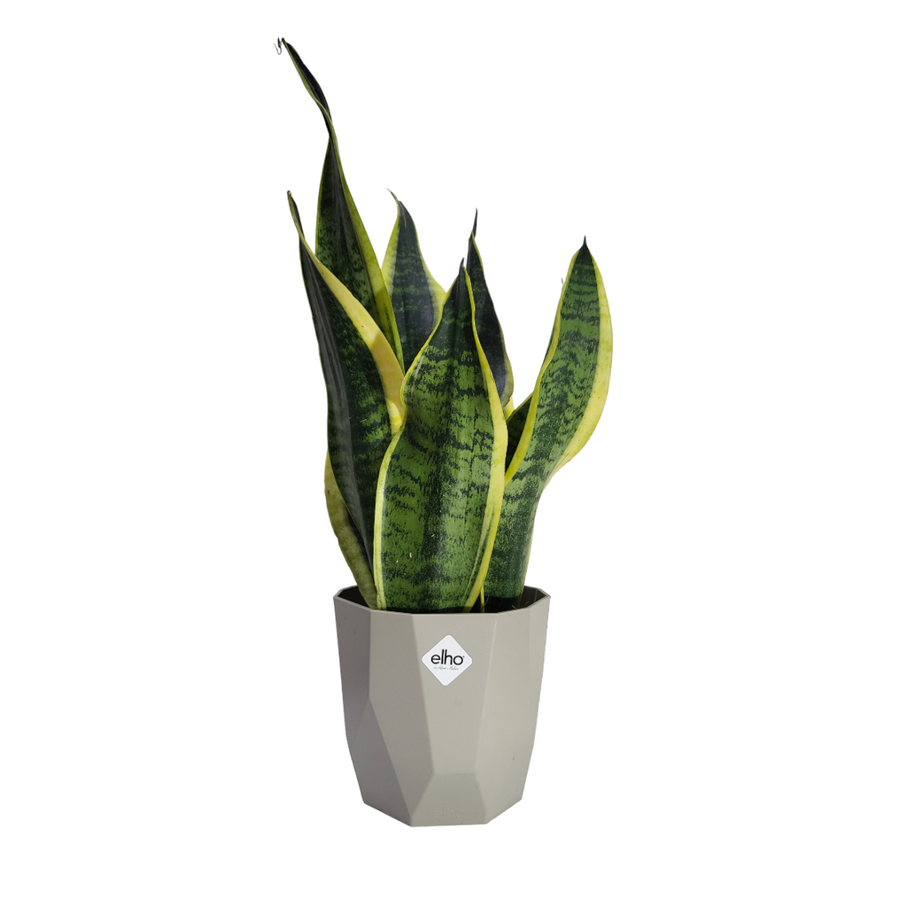 "Mother-in-Law" Snake Plant in Warm Grey B for Rock 14cm (0.3m)