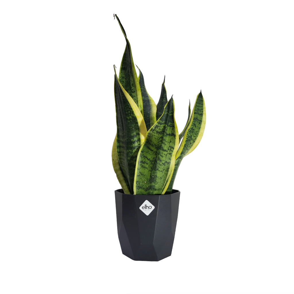 "Mother-in-Law" Snake Plant in Living Black B for Rock 14cm (0.3m)