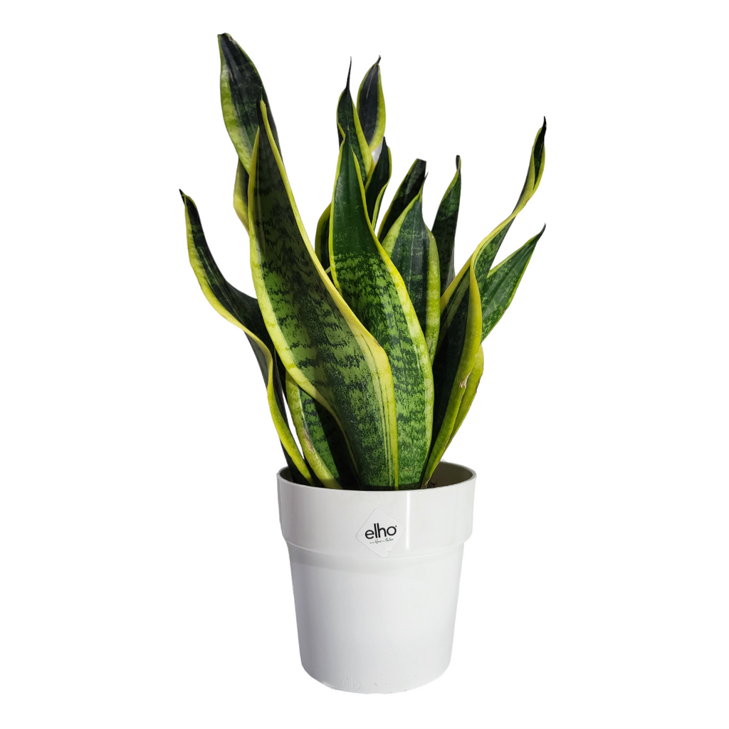 "Mother-in-Law" Snake Plant in White B for Original Round 14cm (0.3m)