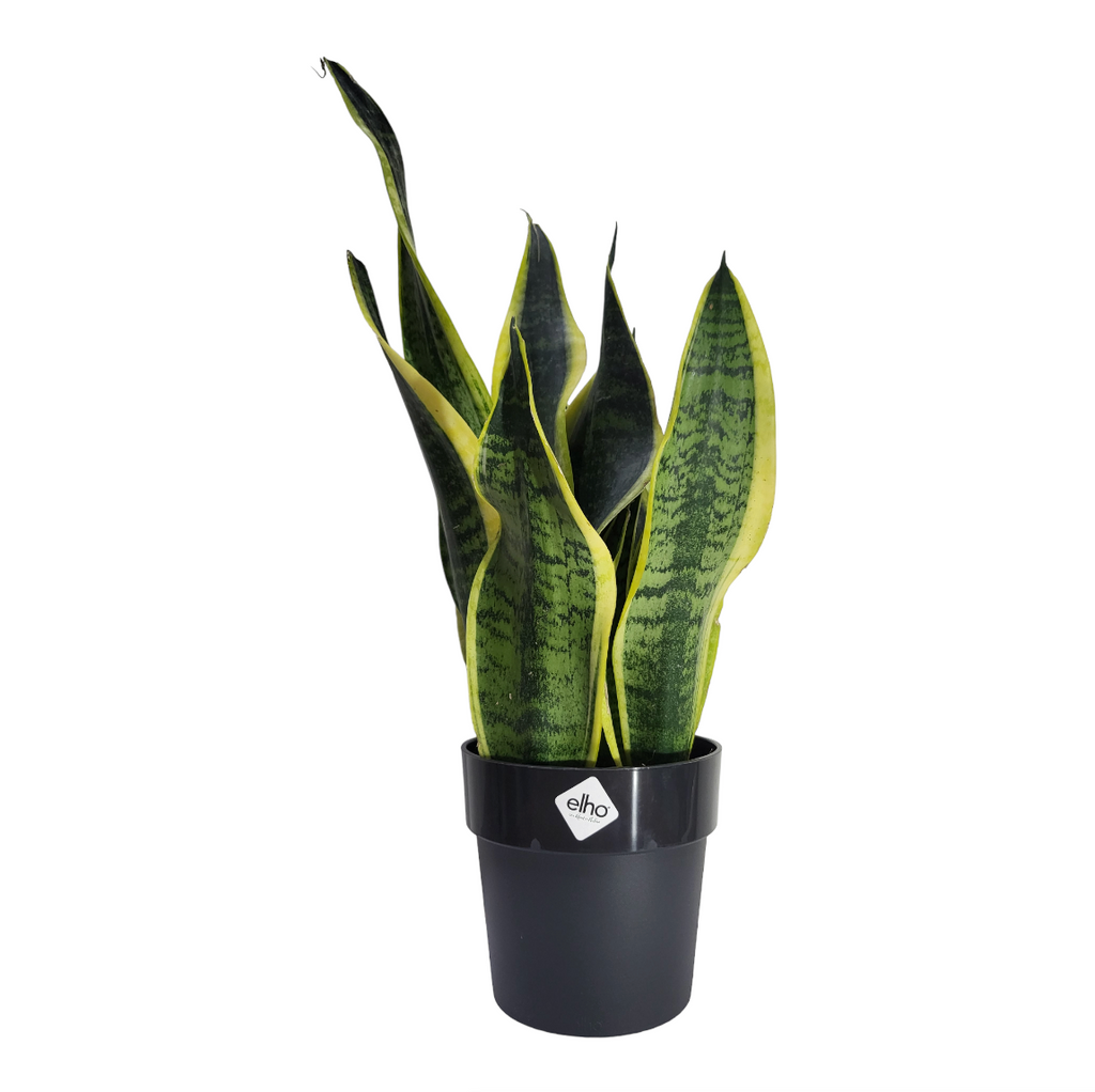 "Mother-in-Law" Snake Plant in Living Black B for Original Round 14cm (0.3m)
