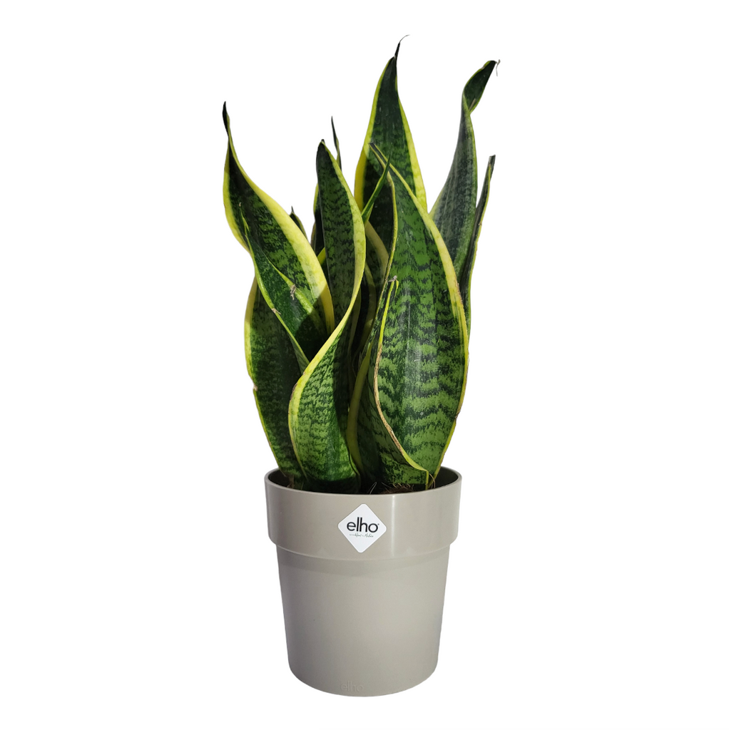 "Mother-in-Law" Snake Plant in Warm Grey B for Original Round 14cm (0.3m)