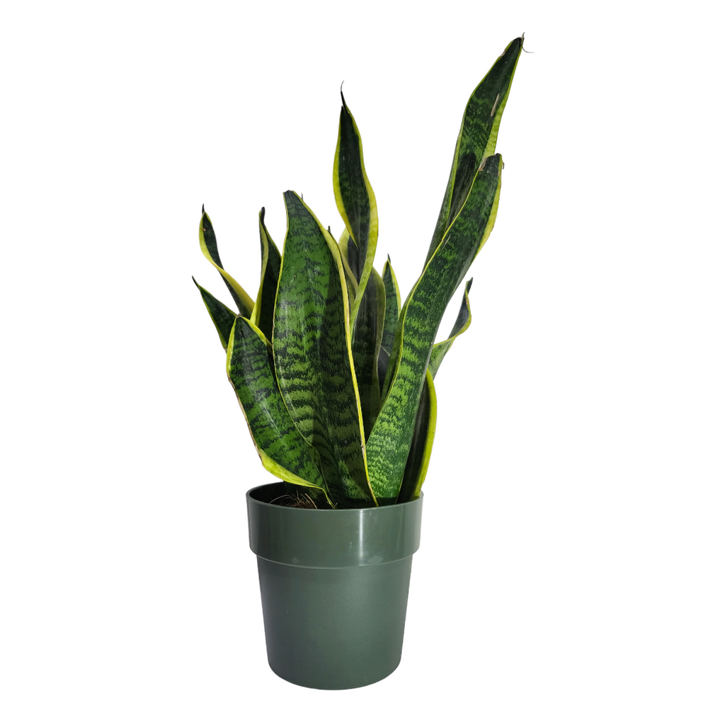 "Mother-in-Law" Snake Plant in Leaf Green B for Original Round 14cm (0.3m)