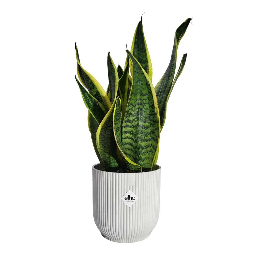 "Mother-in-Law" Snake Plant in Silky White Vibes Fold 14cm (0.3m)