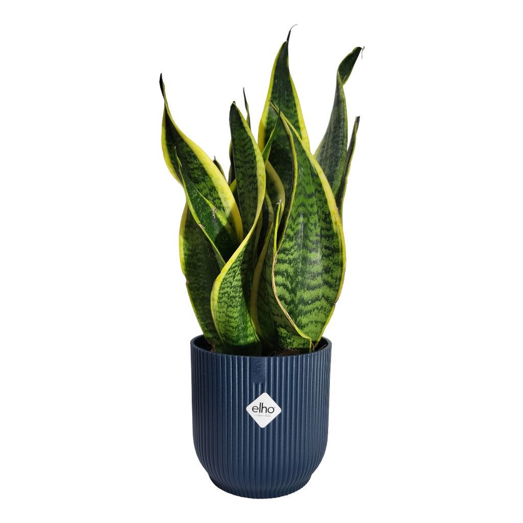 "Mother-in-Law" Snake Plant in Deep Blue Vibes Fold 14cm (0.3m)