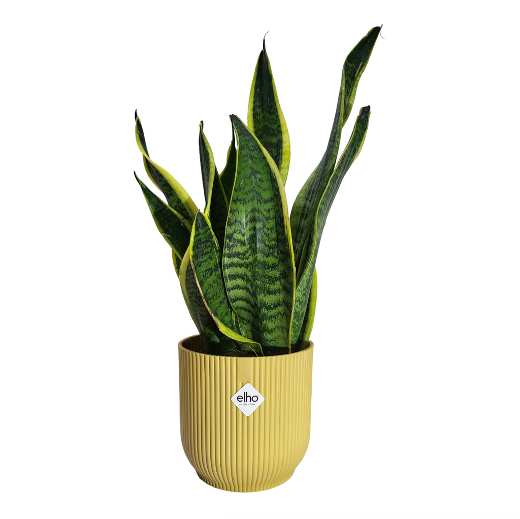 "Mother-in-Law" Snake Plant in Butter Yellow Vibes Fold 14cm (0.3m)