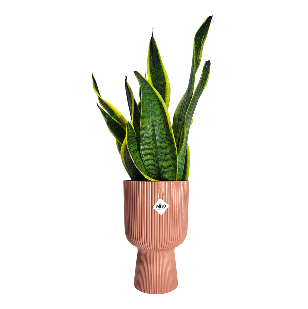 "Mother-in-Law" Snake Plant in Delicate Pink Vibes Fold Coupe 14cm (0.4m)